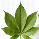 Hoja verde simbolizando ingredientes naturales